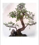 Άβαταρ μέλους