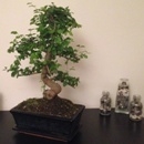 Άβαταρ μέλους