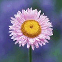 Άβαταρ μέλους