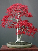 Άβαταρ μέλους