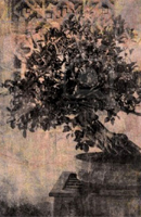 Άβαταρ μέλους